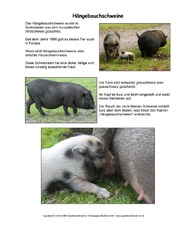 Hängebauchschwein-Steckbrief.pdf